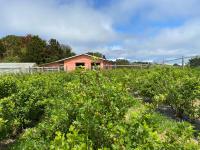 Cabaña Nueva en Ancud Chiloe