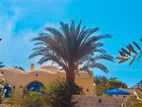 Lemon tree villa - Bed and Breakfast Tūnis