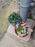 Appartement de la laiterie avec petit jardin. - B&B Eysus