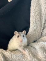 Apartment - auf 2 Etagen