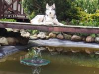 Guest House - Bed and Breakfast Palanga