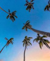 The Palms - Caribbean Paradise