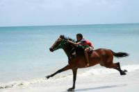 The Palms - Caribbean Paradise