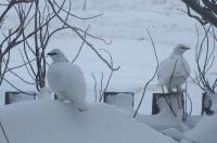 Apartment mit Gartenblick
