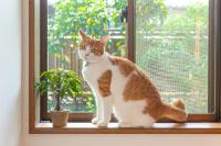 Assi House - Bed and Breakfast Yufu