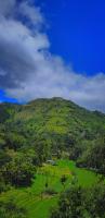 New green leaf resort - B&B