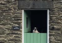 Granary Retreat for 2 inc shared Dog Field - B&B Bryn-crug