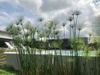 Torcaza Casa de Campo - B&B Quimbaya
