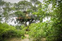 Queen Tree Nest