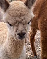 Gundaroo Retreat - B&B Cromer