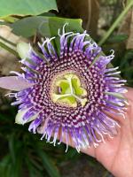 Koi's House - Quebradillas de Dota - B&B Santa María