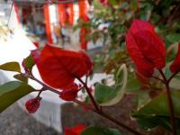 Casa Hotel Villa Marta - Ferienwohnung Jericó