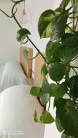 Dreibettzimmer mit Poolblick
