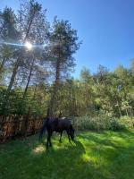 Domek z balią w lesie na Mazurach - B&B Orzyny