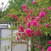 VARD-CIKHE - B&B Khulo