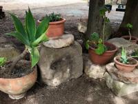 "Il Gelso" in Villa G reco - Chambres d’hôtes Tyndaris