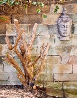 Georgian Townhouse - Garden Oasis Whitby - B&B Whitby