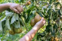 Tinui Food Forest Cottage - B&B Whareama