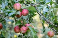 Tinui Food Forest Cottage - B&B Whareama