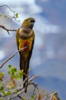 Cabaña En Lago colbun, sector Pasó Nevado - Chambres d’hôtes Talca