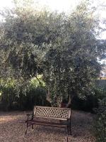 L olivier - B&B Prades