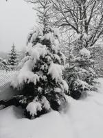 TINY CABIN - Ferienwohnung Kronstadt