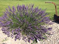 Luberon belle maison provençale climatisée avec piscine privée - Ferienwohnung Cavaillon