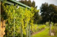 Talga Estate - Ferienwohnung Lovedale