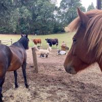 Nurture Creek - Bed and Breakfast Monbulk