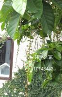 B&B Hengchun - Green 58 B&B - Bed and Breakfast Hengchun