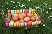 Au coeur de la nature Les cocottes - B&B Saint-Vincent-Jalmoutiers