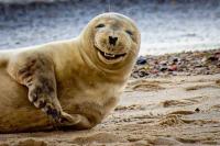 The Beach Hut - B&B Scratby