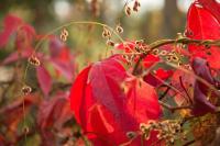 Tiny Haus auf idyllischem Grundstück im Rittergut - B&B Klipphausen