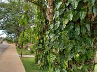 Chalés Encantos de Cunha Amarelo - B&B Cunha