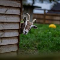 Fig Tree Cottage - B&B Tenby