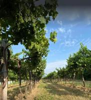 Villa Mattei Franciacorta - Chambres d’hôtes Villa Pedergnano