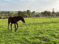 Gîtes du château de la Motte - Ferienwohnung Joué-du-Plain