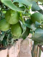 Trulli MADIA Luxury Alberobello - Bed and Breakfast Alberobello