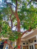 B&B Pushkar - Green Hub-Pool Villa with Nature - Bed and Breakfast Pushkar