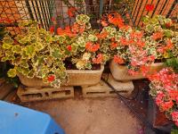 Open space con giardino vicino mare 010007-LT-0081 - B&B Camogli