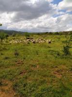 Casa de Campo - Casa da Ribeira - Bed and Breakfast Serapicos