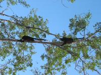 PACIFIC VISTA, Panoramic Beach & Ocean Views - Ferienwohnung Sámara