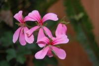 Apt 4 Downtown Riverside