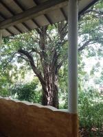 B&B Dambulla - Kon Tree Shade - Bed and Breakfast Dambulla