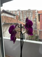 Apartman Afrodita Lux 1 - Ferienwohnung Niš