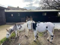 The Cote is a stunning rural barn beach 3 miles - B&B Ryde