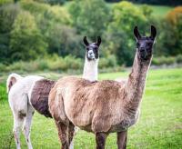 Pomona Cottage at Old King Street Llama Farm - Ferienwohnung Ewyas Harold