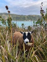 Vertientes De Pumillahue, Chiloe