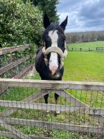 Habitación con cama grande y vistas al jardín