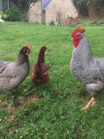 Les Crins de Gaïa - B&B Plogastel-Saint-Germain